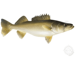 Walleye